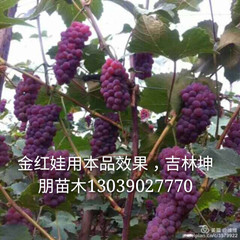 吉林金红娃葡萄苗_公主岭坤朋金红娃葡萄苗  辽宁金红娃葡萄苗