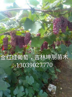 吉林金红娃葡萄苗_公主岭坤朋金红娃葡萄苗  辽宁金红娃葡萄苗
