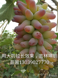 吉林着色香葡萄苗_着色香快苗_辽宁葡萄苗  辽宁着色香葡萄苗