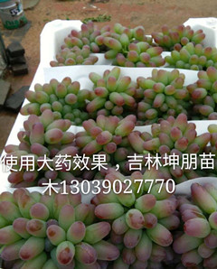 吉林郁金香葡萄苗_郁金香快苗出售  辽宁郁金香葡萄苗