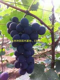 吉林京亚葡萄苗_洛阳出售京亚葡萄苗一级苗  洛阳京亚葡萄苗  黑龙江京亚葡萄苗