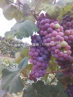 吉林蜜汁葡萄苗_安徽出售蜜汁葡萄苗  辽宁蜜汁葡萄苗  安徽蜜汁葡萄苗
