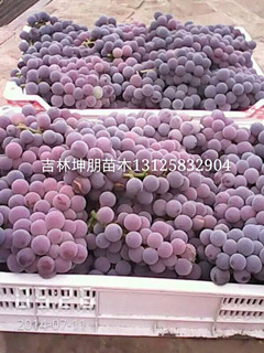 吉林蜜汁葡萄苗_安徽出售蜜汁葡萄苗  辽宁蜜汁葡萄苗  安徽蜜汁葡萄苗