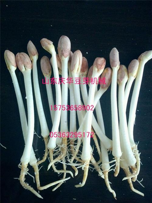 青州庆华豆芽机报价|雅安康定达州德阳花生&nbsp;&nbsp;绿色无公害花生芽&nbsp;&nbsp;全自动花生芽机器&nbsp;&nbsp;花生芽市场前景