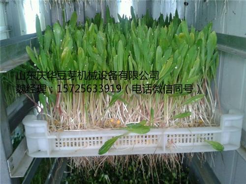 青州庆华豆芽机、芽苗菜、山东芽苗菜&nbsp;&nbsp;芽苗菜加盟&nbsp;&nbsp;芽苗菜营养价值