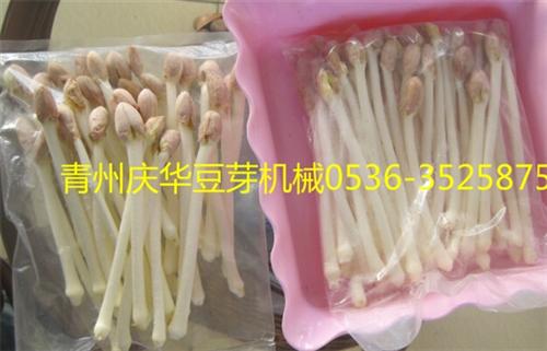 豆芽去壳机花生芽机_怀化花生芽机_庆华芽&nbsp;&nbsp;豆芽机花生芽机&nbsp;&nbsp;豆芽生产线花生芽