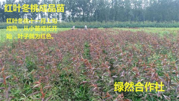 【特晚熟桃苗供应商】【晚熟桃种植基地】【&nbsp;&nbsp;晚熟新品种桃树苗