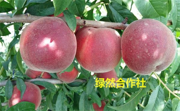 {早熟·桃苗技术领先}{极早熟桃树苗}{&nbsp;&nbsp;早熟桃苗