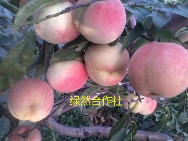 【特晚熟桃苗种植基地】【晚熟桃苗供应商必&nbsp;&nbsp;新品种桃树苗