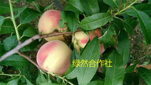 【供应价格合理的早熟桃树苗】【高产桃树苗