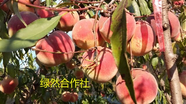 *绿然苗木*繁育基地*桃树苗*常年提供桃&nbsp;&nbsp;桃苗