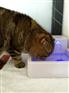 供应宠物饮水器 塑料 猫狗给水机 全自动循环喂水器 厂家直销