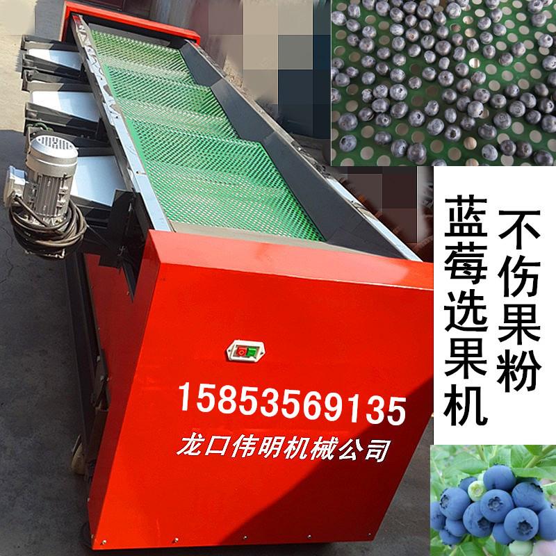 振动筛网式蓝莓筛选机&nbsp;&nbsp;晃动式蓝莓筛选机&nbsp;&nbsp;伟明蓝莓选果机&nbsp;&nbsp;最好的蓝莓分选机