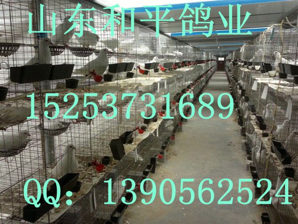 渭南白跟头鸽图片  观赏鸽肉鸽  白羽王鸽