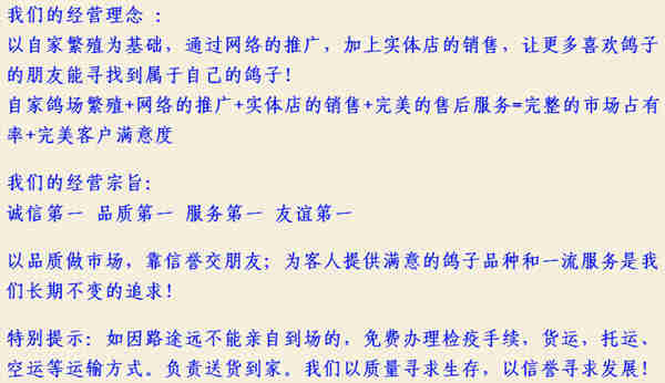 福州白头黑背天使鸽价格  观赏鸽肉鸽  白羽王鸽