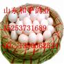 福州白头黑背天使鸽价格