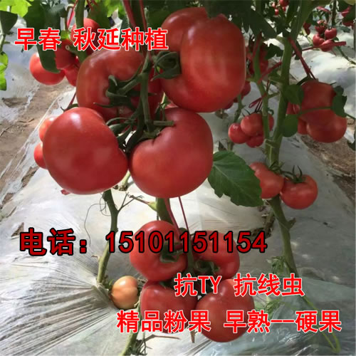 进口番茄种子、番茄种子价格、西红柿种子