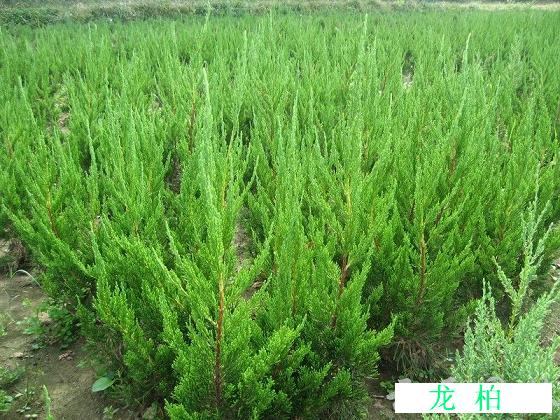 新年惊喜折扣！山东小龙柏种植基地@小龙柏&nbsp;&nbsp;小龙柏价格行情&nbsp;&nbsp;小龙柏供应商