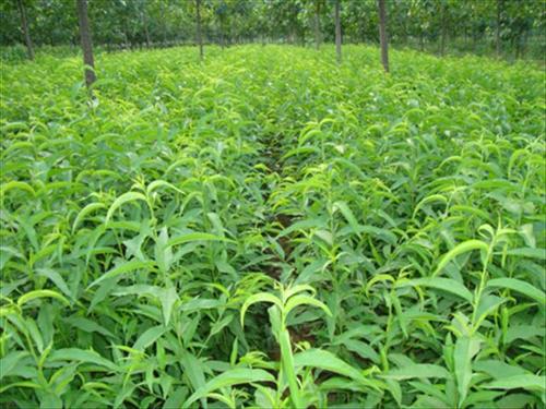 桃苗销售|淮安桃苗|新泰超越苗木(查看)&nbsp;&nbsp;桃苗哪有卖&nbsp;&nbsp;购买桃苗