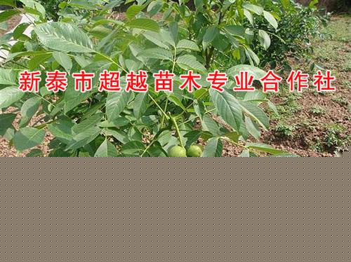 宁德核桃苗,新泰超越苗木,8518核桃苗&nbsp;&nbsp;纸皮核桃核桃苗&nbsp;&nbsp;元丰核桃苗