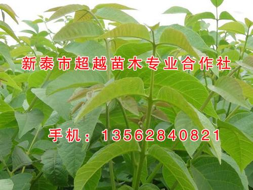 新泰超越苗木|武汉核桃苗|核桃苗哪家好&nbsp;&nbsp;核桃苗批发&nbsp;&nbsp;购买核桃苗