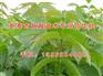 新泰超越苗木|武汉核桃苗|核桃苗哪家好
