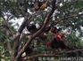 为您推荐具有口碑的香鸡苗3号 ：普定散养