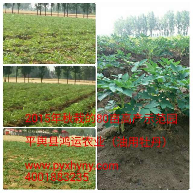 高产的牡丹苗:精品油用牡丹优选鸿运农业 油用牡丹种苗 河南油用牡丹哪里有