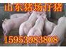 山东三元仔猪批发价格