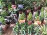 青山绿植租摆|心诚园艺|室内绿植租摆