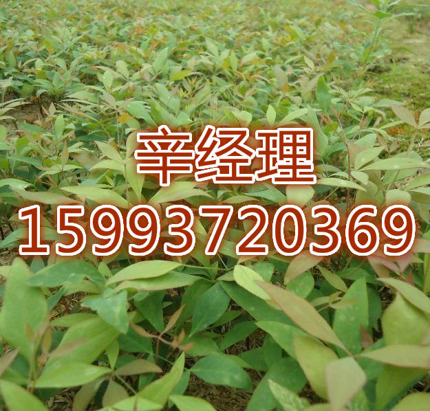 灵宝五公分侧柏树/广玉兰最新报价