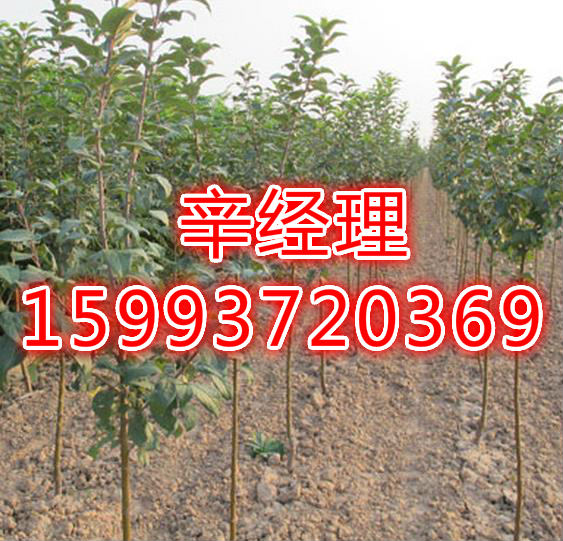 孟州一公分白皮松/黄栌最新报价