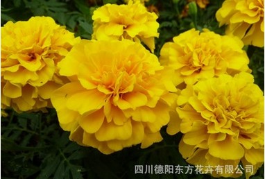 花种子价格哪家便宜_性价比高的孔雀草珍奇&nbsp;&nbsp;孔雀草珍奇花卉种子&nbsp;&nbsp;珍奇系列孔雀草