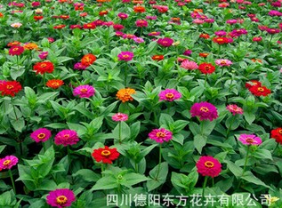东方花卉出售有品质的百日草种子——百日草&nbsp;&nbsp;野花种子&nbsp;&nbsp;野花品种百日草