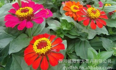 哪里有提供专业组合景观野花种子：野花种子&nbsp;&nbsp;组合野花