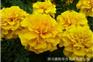花种子价格哪家便宜_性价比高的孔雀草珍奇
