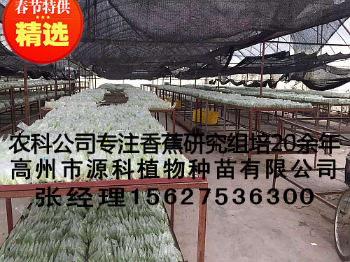 凭祥香蕉苗_一级香蕉脱毒组培袋苗多少钱一  厂家价格