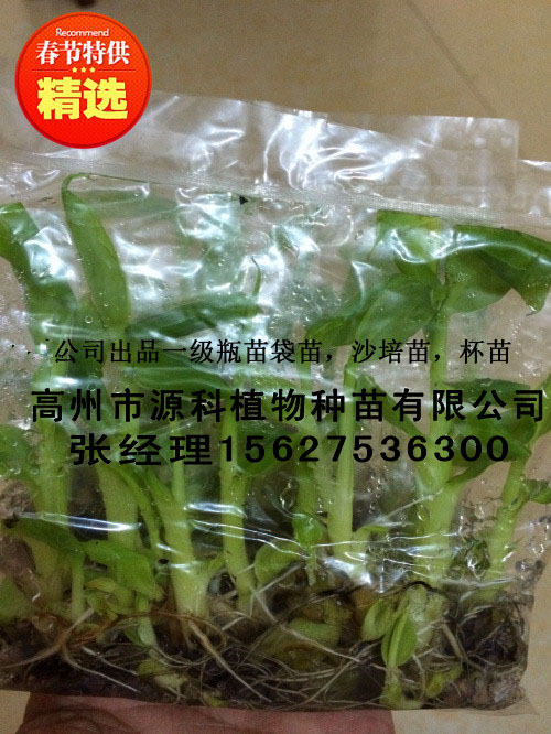 英德香蕉苗_一级香蕉苗报价  厂家价格