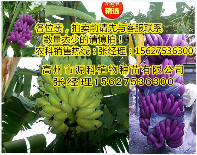 揭阳香蕉苗_香蕉组培苗  厂家价格