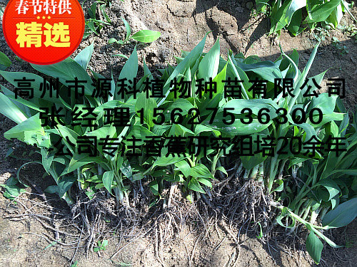 信宜香蕉苗_西贡蕉粉蕉苗  厂家价格