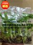 英德香蕉苗_一级香蕉苗报价