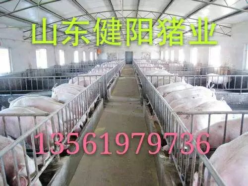 仔猪批发基地&nbsp;&nbsp;仔猪价格&nbsp;&nbsp;苗猪批发