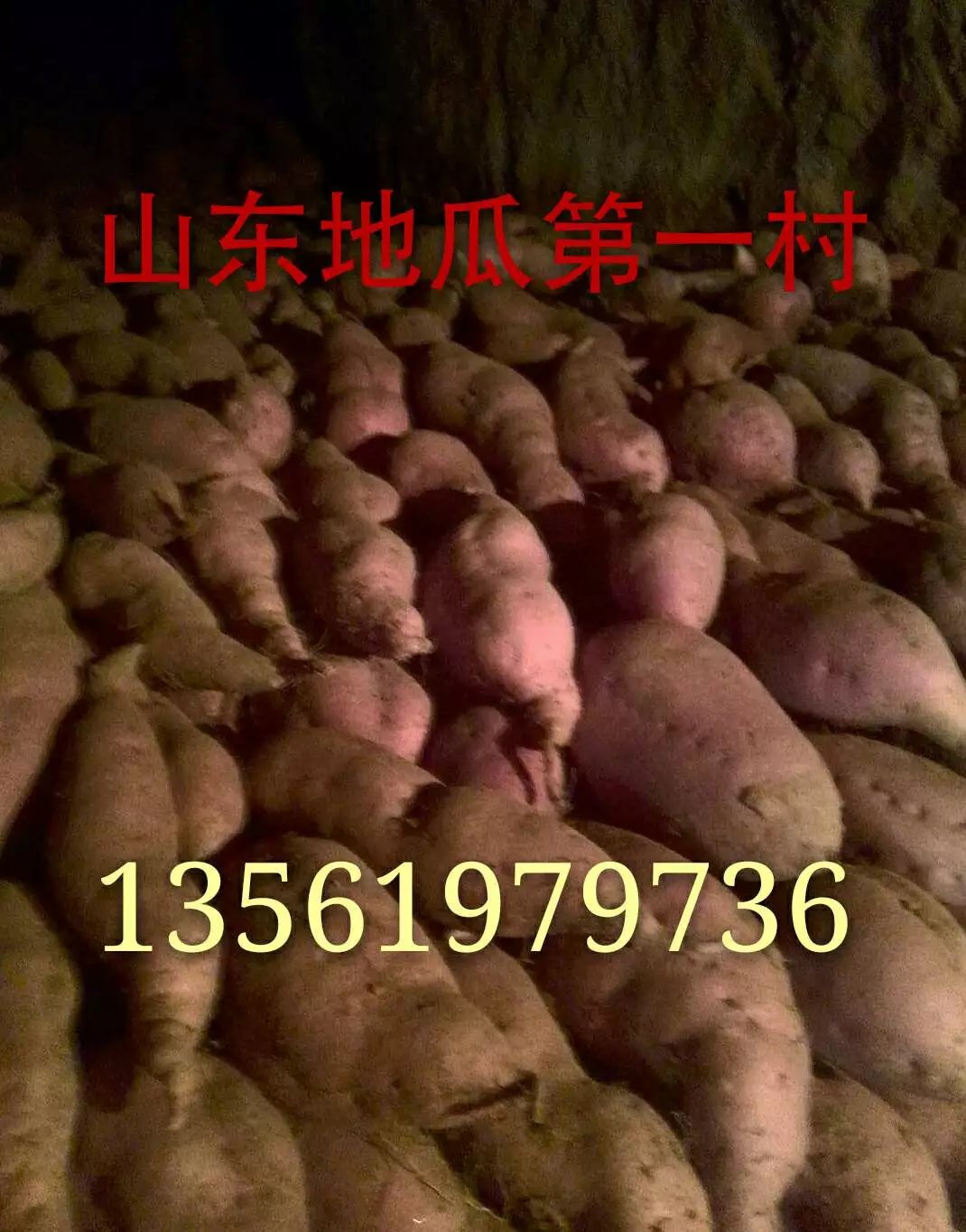 红薯批发基地直销&nbsp;&nbsp;地瓜批发&nbsp;&nbsp;红薯价格&nbsp;&nbsp;红薯产地