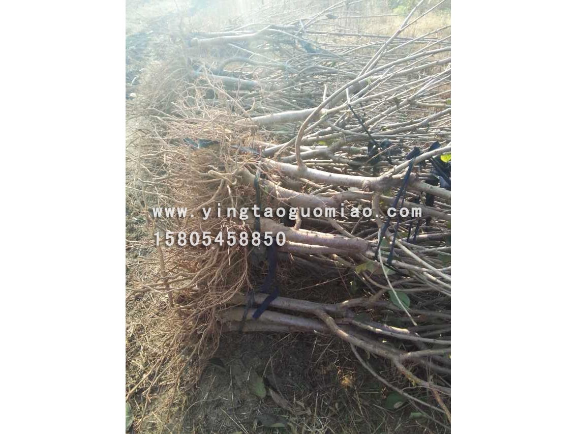 供应山东质量好的烟台大樱桃苗 烟台大樱桃&nbsp;&nbsp;烟台农科院合作单位&nbsp;&nbsp;烟台果树研究所