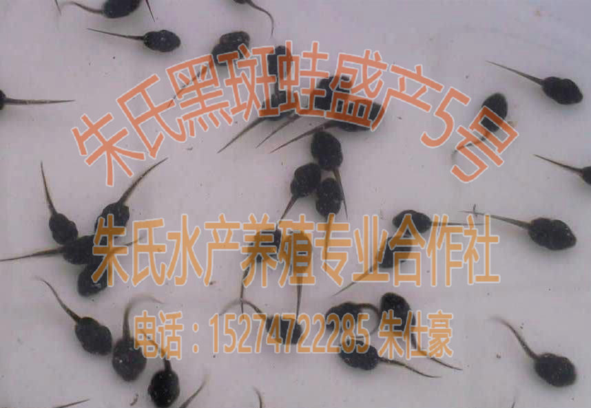 野生培育的青蛙种苗|朱氏水产养殖专业合作 朱氏黑斑蛙盛产5号种 黑斑蛙种苗