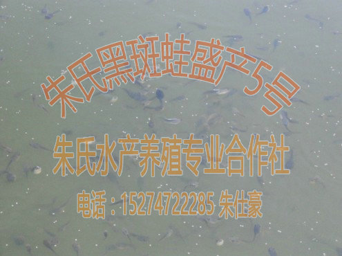 益阳优质的朱氏黑斑蛙盛产5号种苗供应:青 青蛙种苗 黑斑蛙种苗