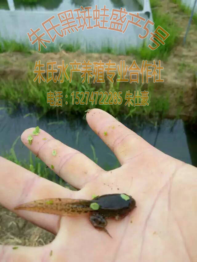陕西青蛙种苗：优惠的朱氏黑斑蛙盛产5号种&nbsp;&nbsp;黑斑蛙种苗