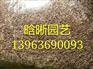 来晗晰花卉，买实惠的粉黛乱子草种植基地：