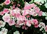 【beautiful！！】丛生福禄考报价