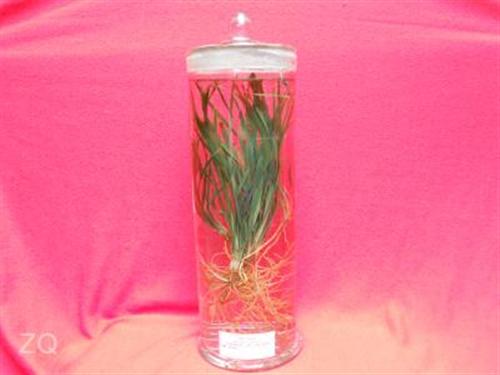 植物显微玻片标本_标本_禾力教学设备(图  植物原色浸制标本  植物浸制标本批发  植物保色浸制标本
